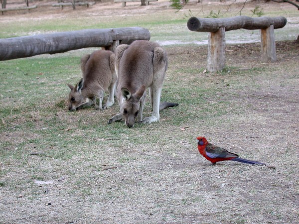 Crimson Rosella